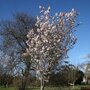 Prunus 'Spire'